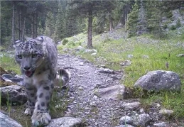 「自然奇跡」，新疆發現白色棕熊，生態保護的希望之光！