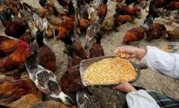 餵稻米的雞和餵玉米的雞有什麽區別