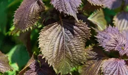 紫蘇是心梗的「催化劑」？醫生奉勸：若常吃這幾物，馬上檢查心臟