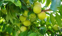 貴州岑鞏：好「李」綴枝頭 鄉村產業興