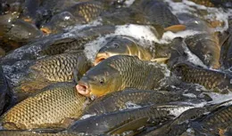 釣黑坑鯉魚的5個用餌秘訣，黑坑上岸的關鍵