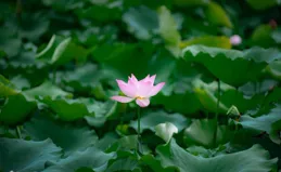 一首歌解鎖夏日情感密碼！