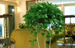 5種「鎮宅花」，適合客廳養，家裏擺放一盆，安全感十足