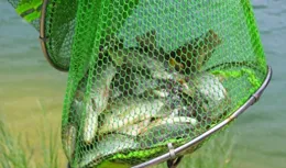 【夏季野釣流水秘籍】讓您魚獲滿滿，驚喜不斷！