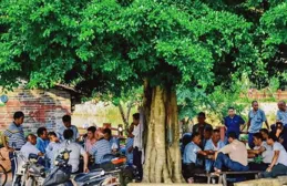 老祖宗「陰樹不能進家門」，哪些是陰樹？看看你家有嗎