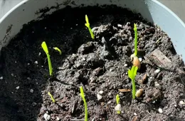 超解壓種子盆栽：被一顆果核治愈，這是一個什麽樣的故事呢？