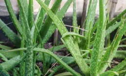 蘆薈的生長習性與養護秘籍：打造綠意盎然的家居環境