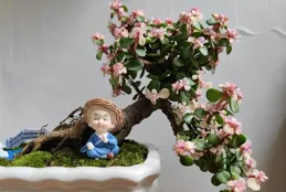 金枝玉葉小盆栽，鎮宅招財？江蘇美女揭秘養護秘訣！