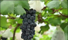 上海夏日爆款美食上市！「冰糖殼」配TA，酸酸甜甜，口感升級→