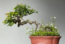 世界最美盆景鑒賞——雀梅