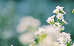 這幾個星座女的基因太強大，後代全是精英！