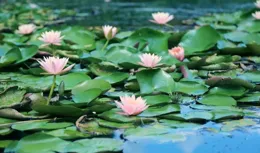 「美槿佳荷」夏花觀賞季進行中！還可體驗水生植物科普展噢～