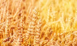 明日六月六，提醒大家：1不去、2不出、3要吃、忌2事，老傳統別丟