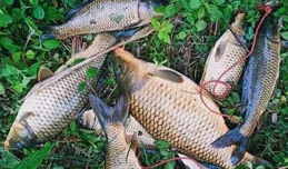 盛夏釣魚4字秘訣，天氣酷熱魚情差，掌握方法照樣連竿