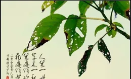 人生僅一世，草木只一秋；浮生宛若夢，唯茶能解憂