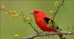 這些五顏六色的鳥太可愛了：大自然的調色盤