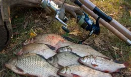 野釣鯽魚老是空手而歸？試試這個多窩技巧，魚兒上鉤不停歇！