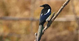 羊羊羊:7月喜鵲來，8月睡覺笑醒，要發大財，鴻運纏身，財如雨下