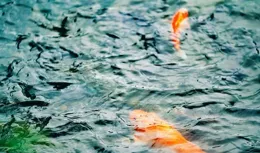 釣技再高，水裏沒魚也白瞎！這4招教你3分鐘判斷釣點內是否有魚