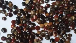 常年喝酒應酬需備上！酒後一粒不傷肝，抗疲勞更健康