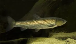 鯉魚的狡猾與智慧：釣者的挑戰與樂趣