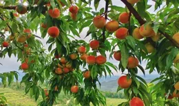 銅仁：各地時令水果爭鮮上市「搶甜頭」