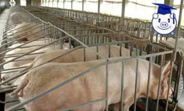 生豬養殖板塊估值有望繼續修復，農業50ETF(516810)翻紅上漲