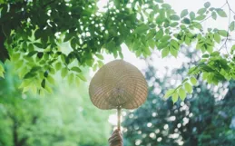 三伏天曬背，不花1分錢，也不用動手，曬對了能健康一整年！