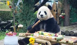 我們萌妹飛雲的生日會—奧運會主題，祝我們飛雲一路生花~