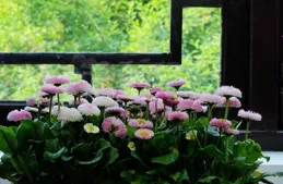 養花別「攀比」，5種花，任選一盆就能花開四季，美翻天際