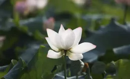 都江堰與道德經－－比論東西方理與哲（2）