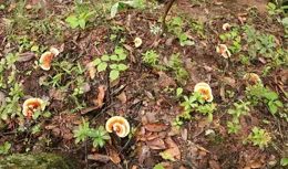 玉龍縣拉巴支村：五個百萬元產業助力鄉村振興駛入「快車道」