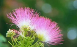 夜合枝頭別有春，坐含風露入清晨—合歡花