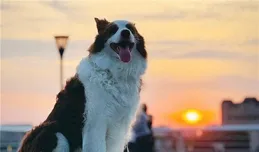 浦東濱江也能遛狗了！前灘、後灘開放寵物友好區域，這些地方還能滑板滑輪溜冰