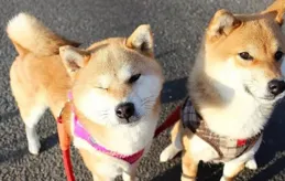 這幾種狗，實在「太難養」了，哈士奇上榜