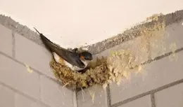 燕子來家中築巢，到底是好事還是壞事