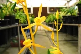 它是雲南的驕傲，被譽為蘭花界的「太上皇」，通透無比，太美了