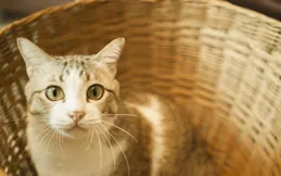 貓癬太折磨人了，感染貓癬要怎麽護理貓咪？