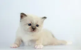 貓最長壽命能活多少年