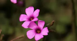 做人：願聽醜話、靜看醜態、敢揭醜事