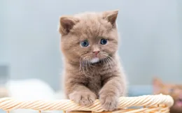 想驅貓，想知道貓怕什麽東西？