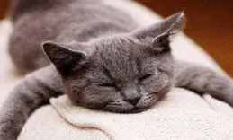 貓咪呼吸急促的原因及應對方法