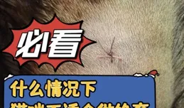 貓咪絕育的利與弊，鏟屎官必看指南