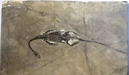 一地下室「遠古生物」如何「重見天日」