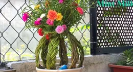 太陽花老樁造型，必定有一款是你沒見過的