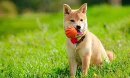 什麽顏色狗狗旺財