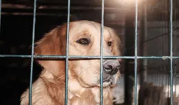 攔車救狗，第二天發現被救的是遺失的軍犬，再晚一天就沒了