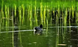 如何評價【青之蘆葦】？