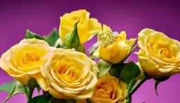 探究天然彩鉆的雍容絕色