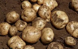 小狗能吃馬鈴薯嗎？答案在這！